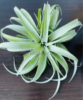 Tillandsia capitata “Silver Rose” ทิลแลนเซีย