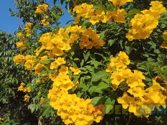 ต้นทองอุไรสีเหลือง-เป็นไม้ปลูกประดับ-ดอกสวยสีสวย-มีกลิ่นหอม-ต้นพร้อมปลูก