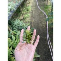 Tillandsia Vanhyningii แวนฮิงกิ