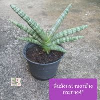 ต้นลิ้นมังกร ว่านงาช้าง green boncel, snake plant กระถาง 4" เป็นต้นไม้มงคล ฟอกอากาศดีงาม เลี้ยงง่าย ไว้ในห้องนอนได้