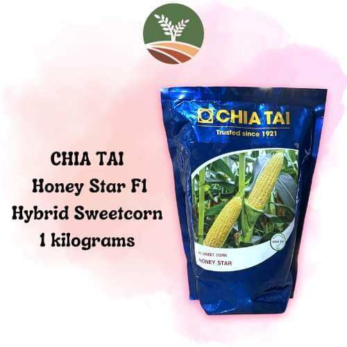 GRANI DI MAIS ARTIFICIALI CON FRAGOLA AROMAMAIS ESCA GOMMA - Foto 4