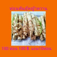 ท่อนพันธุ์หญ้า หวานอิสราเอล 100  ท่อน 100 ฿. แถม10 ท่อน