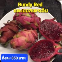 แก้วมังกรพันธุ์ แดงออสเตรเลีย