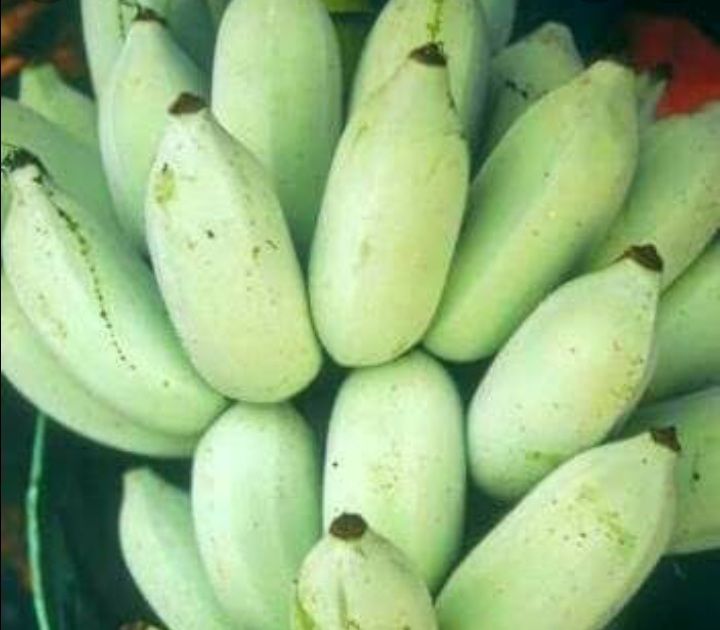 ต้นกล้วยน้ำว้ามะลิอ่อง-เป็นกล้วยพันธุ์โบราณ-ลำต้นเทียม-ผลจะมีนวลสีขาวที่เปลือกทั้งผล-เวลาผลสุกจะเป็นสีเหลืองนวลคล้ายมีแป้งฉีดพ่น-เนื้อในสุกเป็นสีส้ม-nbsp