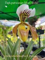 Paph.gratrixianum (Mast.)Rolfe - กล้วยไม้รองเท้านารีอินทนนท์ลาว เป็นไม้เมล็ด อายุ 3 ปี กำลังสมบูรณ์เต็มมีหลายหน่อ แทงดอก 2 ช่อ ดอกตูมกับบาน เลี้ยงในกระถางขนาด 6 นิ้ว ส่งทั้งกระถาง รูปภาพที่ลง เป็นรูปจากสวนของร้านค้าเอง