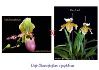 กล้วยไม้รองเท้านารี Paph.glaucophyllum x Paph.exul เป็นไม้เมล็ดเลี้ยงในฝกระถางขนาด 5.5 นิ้ว ขนาดไม้รายละเอียดตามในรูป ต้นแข็งแรงสมบูรณ์มาก ภาพดอกไม้ที่นำมาลงเป็นภาพจาก Internetค่ะ / ขอบคุณเจ้าของภาพนะคะ