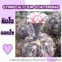 ?ยิมโนออกโซ Gymnocalycium ochoterenae? ไม้สะสม ออกแดดบางต้นผิวสีเขียวอมม่วง หนามคล้ายแมงมุม ตัวกลมแบนสวย?