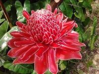 ต้นดาหลา ดอกสีแดง หรือ กะลา ฝรั่งเรียก “Torch ginger” ขายเป็นก่อ (ตามภาพ) ถุงขนาด 10 นิ้ว ต้นสูง 100 -120 ซม ดอกสวยมาก ๆ นิยมปลูกริมรั้ว และดอกสามารถกินได้ ทำน้ำสมุนไพร ทำไวน์ก็ได้ ขายเป็นก่อ ถุงใหญ่