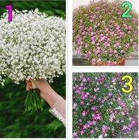 เมล็ดพันธุ์ ยิปโซฟิล่า ( Gypsophila ) ของแท้ 100% มี 3 แบบ ให้เลือก บรรจุ 30 เมล็ด