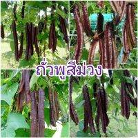 ถั่วพูสีม่วง ใช้ทำพันธุ์ต่อได้ (ชุด 15 เมล็ด)