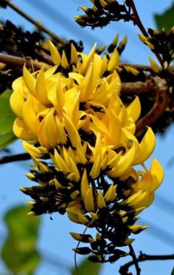 ต้นทองกวาวสีเหลือง,ดอกจานสีเหลือง🌳💐เพาะเมล็ด💐🌳ใช้เป็นไม้ประดับ ไม้มงคล ออกดอกเป็นพุ่มสีเหลืองสวยงาม ออกดอกตลอดปี ต้นสวยพร้อมปลูก
