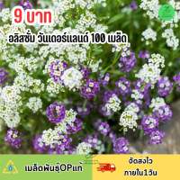 9 บาท เมล็ดพันธุ์ อลิสซั่ม วันเดอร์แลนด์ คละสี