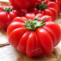 เมล็ดพันธุ์มะเขือเทศคอสโตลูโต Costoluto tomato seed