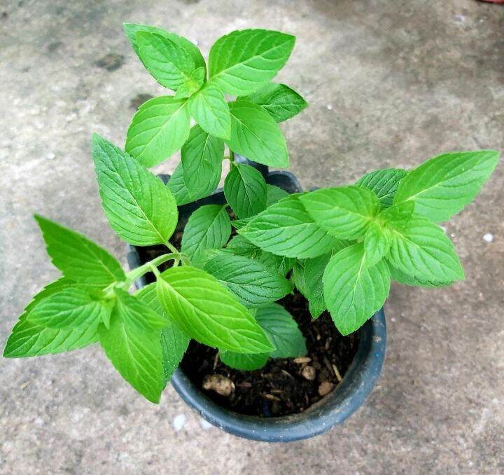 Java Mint Herb Live plant with FREE Fertilizer Lazada PH