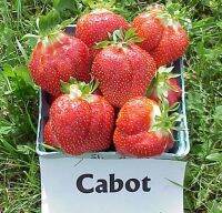 เมล็ดพันธุ์สตรอว์เบอร์รี่ คาบอท จูนแบริ่ง Cabot Junebearing Strawberry เมล็ดพันธุ์แท้ คุณภาพดี นำเข้าจากต่างประเทศ