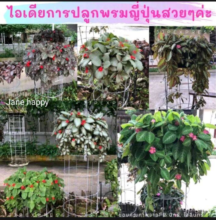 พรมญี่ปุ่น-ดอกสีเหลืองพาสเทล-ใบสีเขียวเงิน-ในกระถาง-3-นิ้ว-สวยละมุนมาก