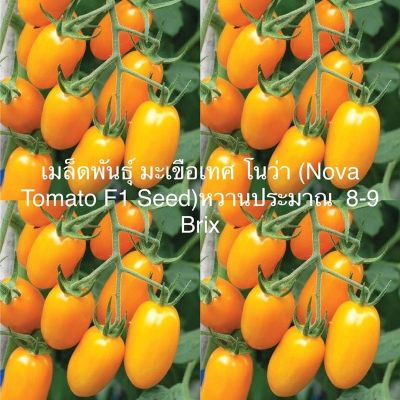 เมล็ดพันธุ์ มะเขือเทศ โนว่า(Nova Tomato F1 Seed)หวานประมาณ  8-9  Brix บรรจุ 3 เมล็ด คุณภาพดี ของแท้ 100%