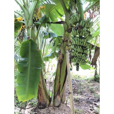 กล้วยน้ำว้าพันธุ์เตี้ย ความสูงไม่เกิน 2 เมตร ออกกล้วยไม่ต่ำกว่า 15 หวีต่อ1 เครือ ดกมาก