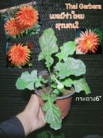 ต้นเยอบีร่าไทย สุรเสน2 Thai Gerbera