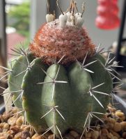 Melocactus Violaceus ssp. Magaritaceus Seeds - เมล็ดเมโลจิ๋วฝักขาว 25เมล็ด