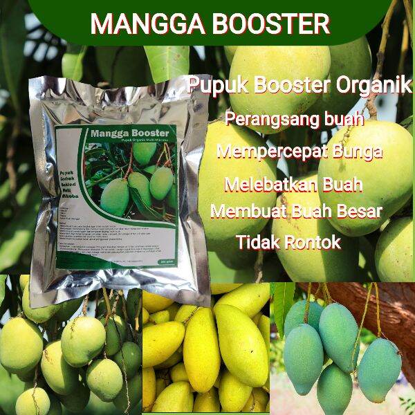 Pupuk Mangga Organik Booster Mangga Agar Cepat Berbuah Lebat Anti ...