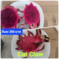 แก้วมังกรพันธุ์ Cat Claw