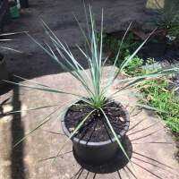 Yucca rostrata จันผาใบฟ้า กระถาง 11 นิ้ว ไม้ทะเลทรายสีฟ้าเป็นเอกลักษณ์ รากแน่น ส่งพร้อมกระถาง