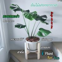 ต้นมอนสเตอร่า Monstera พร้อมกระถางพลาสติก10"+จานรอง+เม็ดดินเผา+ขาตั้ง