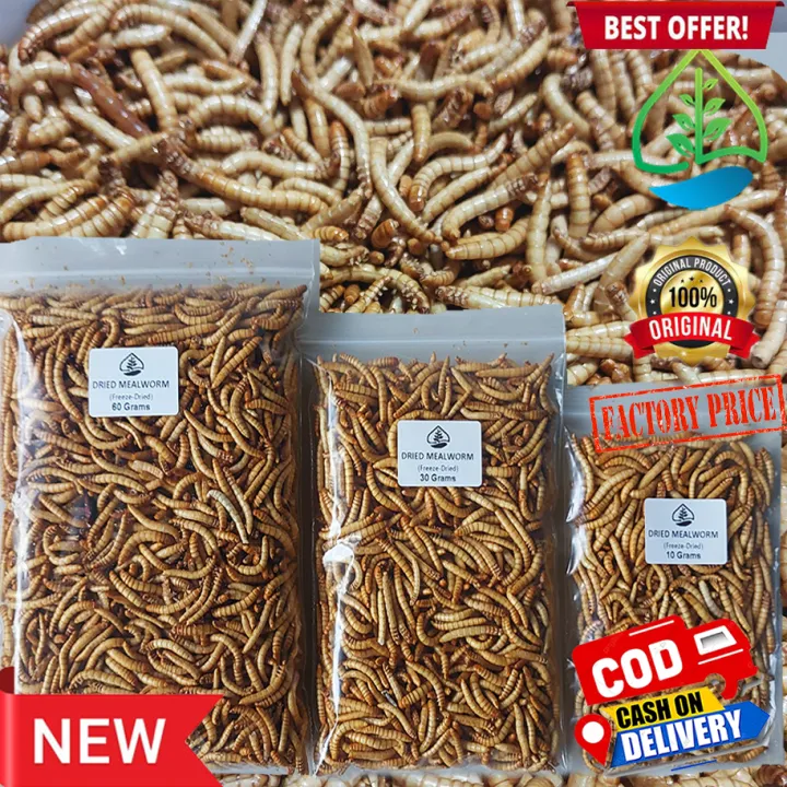 Dried MealWorm (Freezedried) for fish, birds, hamsters, reptiles Lazada PH