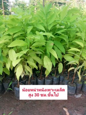 ต้นน้อยหน่า​เพาะ​เมล็ด​ 5  ต้น​ 49​ บาท​ สูง​ 30​ซม.ขึ้นไป​