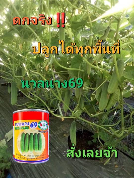 นวลนาง69 แตงกวาลูกผสม ดก ขึ้นค้างเก่ง สีเขียวนวล