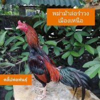 ไข่เชื้อสำหรับฟักไก่ชนพม่าม้าล่อรำงเมีองเหนือเจ้าลิงลอย