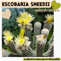 ?? เอสโคบาเรีย สนีดดิอาย (Escobaria sneedii)?? เป็นไม้ฟอร์มกอที่กอแน่น เป็นไม้สะสมที่ต้องมีทุกบ้าน เพราะดอกสวยมาก?❣️