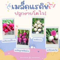 เมล็ดแรดิชปลูกง่ายโตไว กินกับส้มตำแซ่บเวอร์