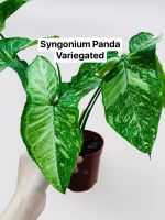 ?Syngonium Panda Variegated (เงินไหลมาด่างแพนด้า)