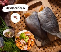 ปลาสลิด - ปลาสลิดบางบ่อไข่เน้นๆทุกตัว 5-6 ตัว 500g.