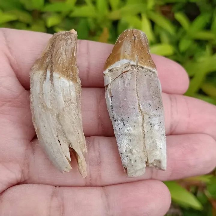 ฟอสซิลฟันบาซิโลซอรัส (Basilosaurus) Lazada.co.th