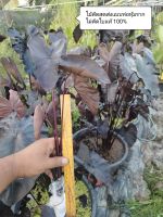 บอนดำ แบล็กโคเรล ตัดสด Colocasia esculenta Black Coral