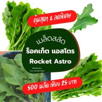 เมล็ดผักสลัด ร็อคเก็ต แอสโตร 500 เมล็ด Lettuce Rocket Astro งอกดี เมล็ดใหม่ มีวิธีปลูกให้หลังซอง เมล็ดผักสลัด เมล็ดสลัด ผักสลัด