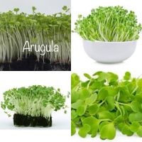 เมล็ดพันธุ์ ไมโครกรีน Arugula Microgreen บรรจุ 2000 เมล็ด