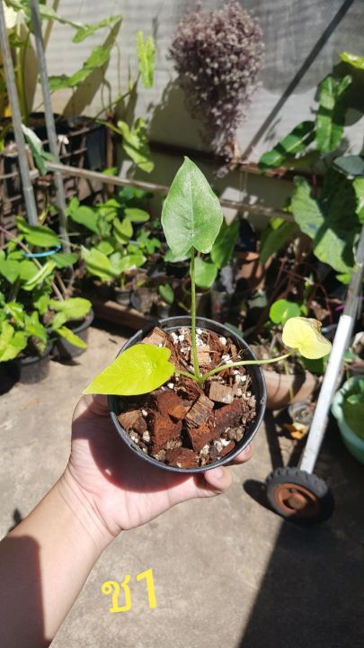 หูช้างด่างเหลืองalocasia-gageana-aura-variegated