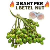 Young betel nut , High quality ,Cheapest, Young Areca Nut (sent from the garden) There is a warranty from the seller. unique flavor, Fresh betel nut, grade A (Brand I Areca) 10, 25, 50, 75betel nut