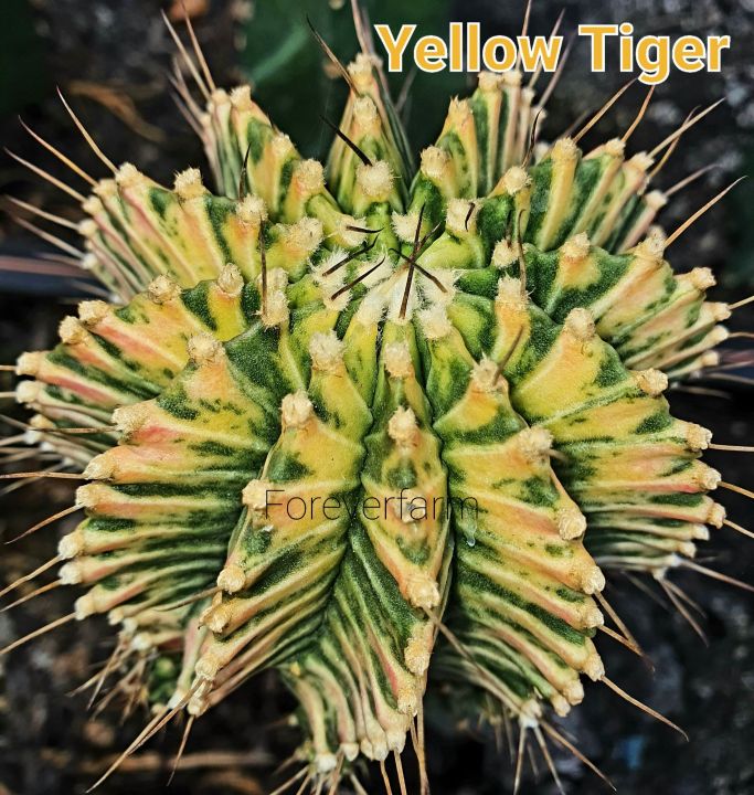 หน่อเด็ดสด  Yellow Tiger แคคตัส ยิมโนด่าง cactus