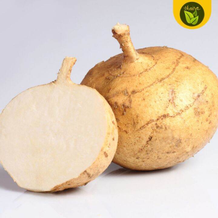 Turnips Singkamas Fruit Vegetable 10 Seeds Binhi Outdoor Garden Plant