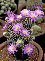 ไม้กราฟแมมเทเรเซ่ mammillaria theresae grating