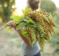 เมล็ดพันธุ์ผักโขม ออทั่ม ทัช (Autumn Touch Amaranthus Seed) บรรจุ 200 เมล็ด ของแท้ คุณภาพดี ราคาถูก นำเข้าจากต่างประเทศ