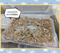 Waxworms 1000ml. หนอนเเว็กซ์ อาหารสำหรับชูก้าร์ไกลเดอร์ กระรอก เม่นเเคระ