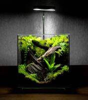 เทอราเรียมสวนขวดแก้ว​ Terrarium​ ระบบปิดแบบสำเร็จรูป