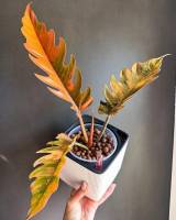 ￼

￼

￼

ฟิโล พิณนาคด่าง Philodendron caramel marble variegated

ด่างชมพูโทนส้ม แรร์ไอเทมสุดๆ ปลูกธรรมชาติไม่ต้องอบ