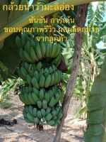 ต้นกล้วยน้ำว้ามะลิอ่อง (เพาะเนื้อเยื่อ) ปราศจากหนอนกอ 100 % (จำนวน 20 ต้น) ต้นกล้วยพันธุ์ดี เครือใหญ่ รับประกันความเสียหายจากการขนส่ง